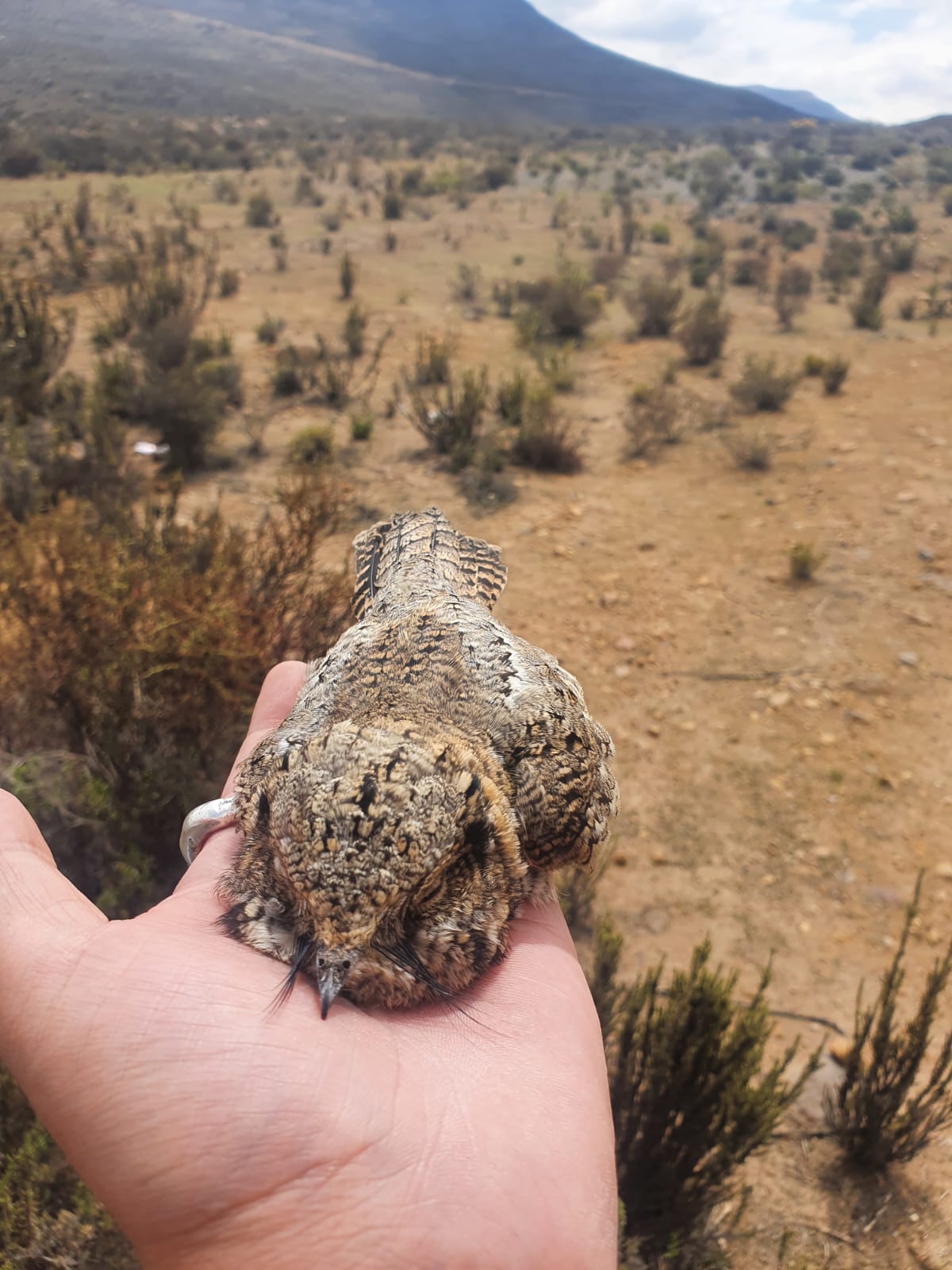 Gallinita2