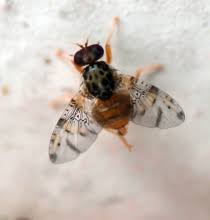 Mosca