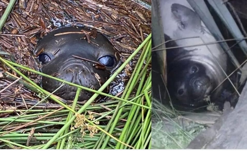 Sernapesca monitorea presencia de elefanta marina cerca de Valdivia