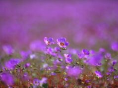 Cientos de familias han visitado el «Mirador del Desierto Florido» en el peak del fenómeno natural