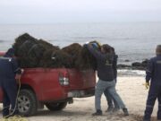 Fiscalización de Sernapesca detecta 4 toneladas de huiro negro extraído ilegalmente en Caldera