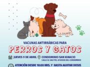 Vacunación antirrábica para perros y gatos en Alto Hospicio