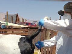 Día Mundial de la Brucelosis Bovina: Tarapacá cumple nueve años como zona libre de la enfermedad