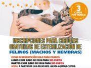 Municipio abrirá inscripciones para 1.450 esterilizaciones gratuitas de mascotas