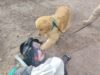 Carabineros detuvo a hombre que transportaba más de 1.400 dosis de pasta base en un bus con destino a caleta Chipana