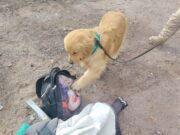 Carabineros detuvo a hombre que transportaba más de 1.400 dosis de pasta base en un bus con destino a caleta Chipana