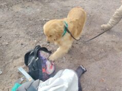 Carabineros detuvo a hombre que transportaba más de 1.400 dosis de pasta base en un bus con destino a caleta Chipana