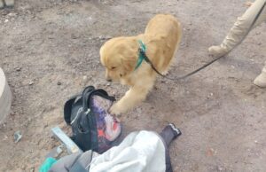 Carabineros detuvo a hombre que transportaba más de 1.400 dosis de pasta base en un bus con destino a caleta Chipana