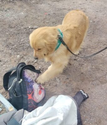 Carabineros detuvo a hombre que transportaba más de 1.400 dosis de pasta base en un bus con destino a caleta Chipana